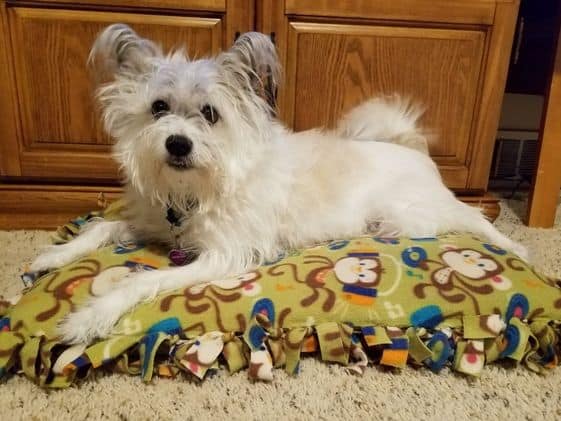 A white dog laying on a homemade dog bed.