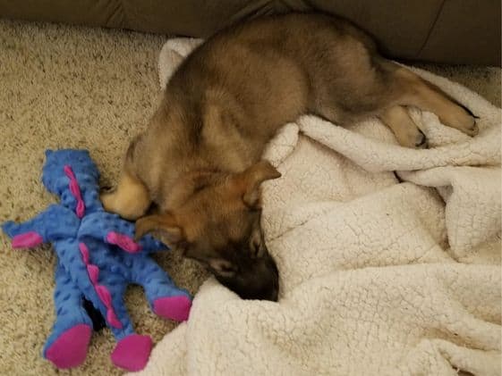 A German Shepherd puppy sleeping on a blanket next to a dragon plush toy.