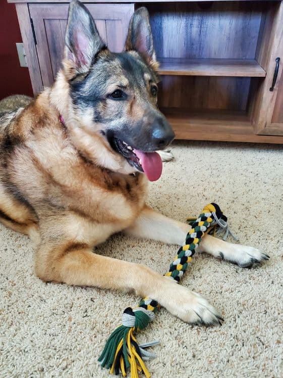 A German Shepherd with a tug toy.