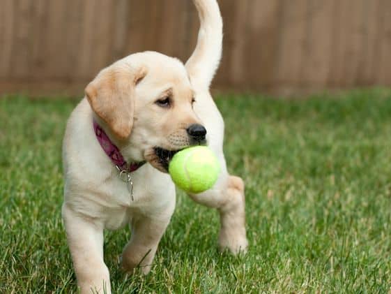 A puppy with a ball in its mouth.