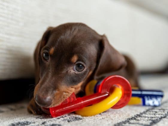 A puppy chewing on a key shaped chew toy.