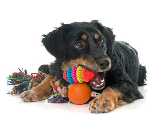 A puppy chewing on a dog toy.