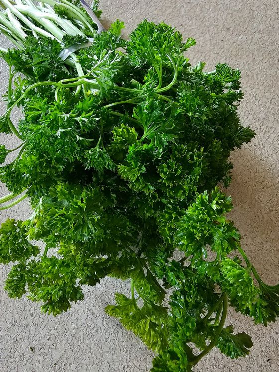 A bunch of curly leaf parsley.
