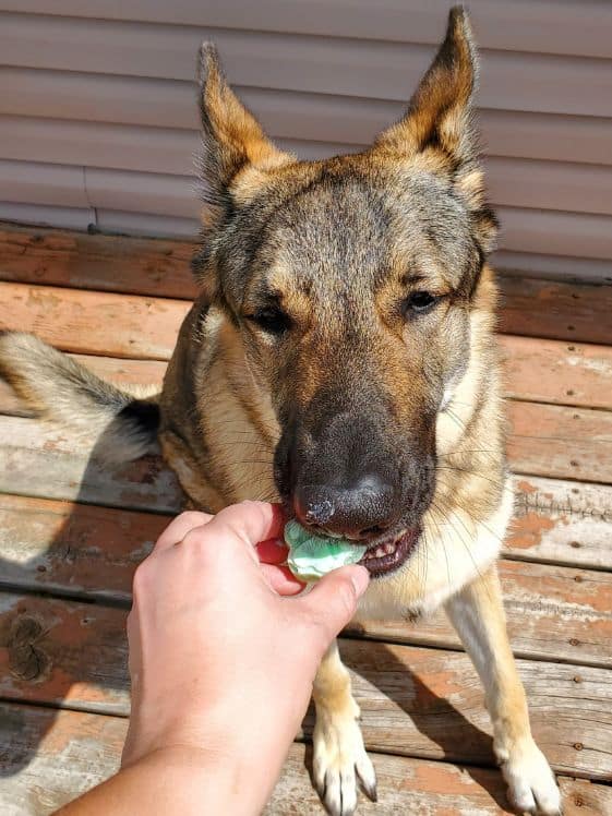 A German shepherd eating a frozen fresh breath dog treat.
