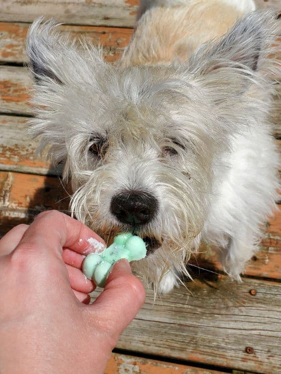 A poodle terrier eating a fresh breath frozen dog treat.