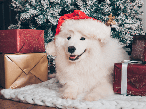 White dog with a Santa hat on laying in front of a Christmas tree with gifts.