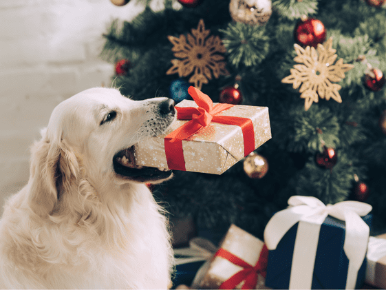 A dog holding a Christmas gift in its mouth in front of a Christmas tree.