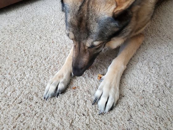 A German Shepherd eating a candy cane dog treat.