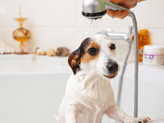A dog getting rinsed in the bathtub.