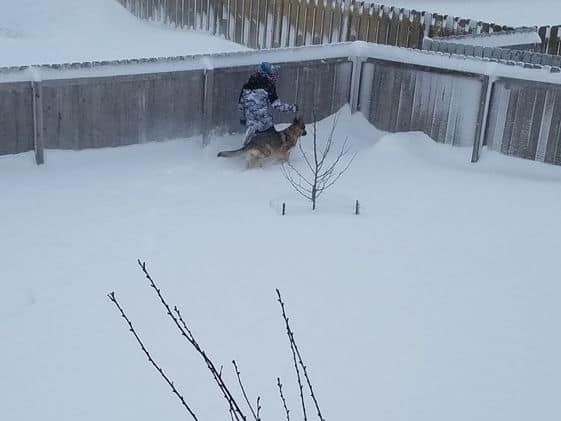 A child and a German Shepherd running in a snow covered yard.