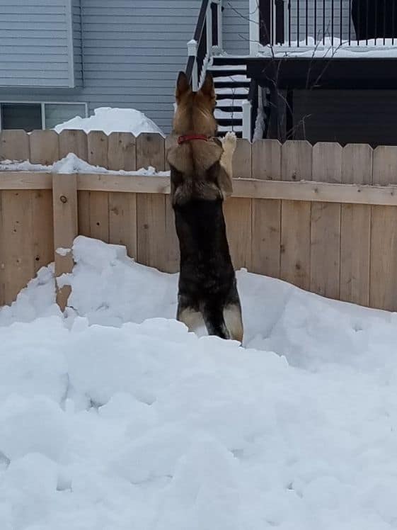 German Shepherd looking over a fence standing on snow that is over halfway up the fence.