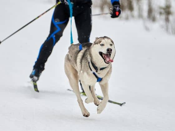 A closeup of a dog pulling a person on skis.