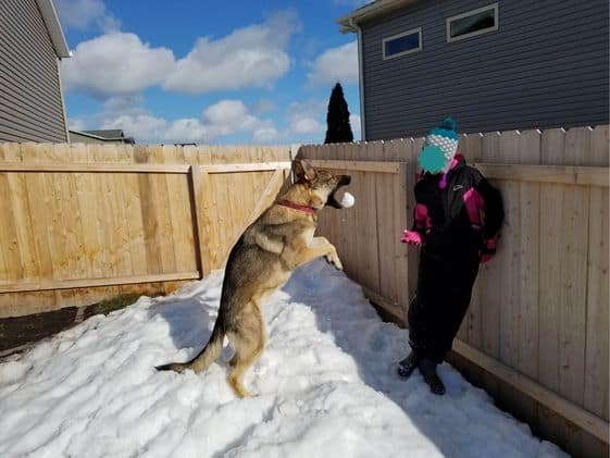 A German Shepherd standing on hind feet while trying to catch a snowball a child threw at them.
