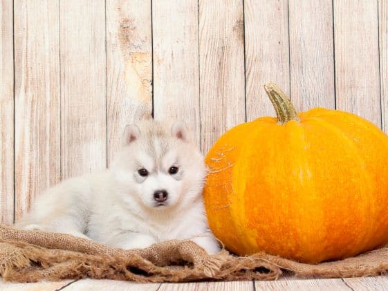 White dog laying next to a pumpkin.