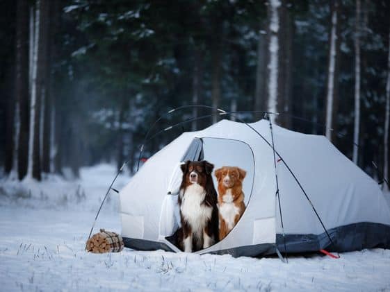 Two dogs sitting in an open tent set up in the woods with snow on the ground.