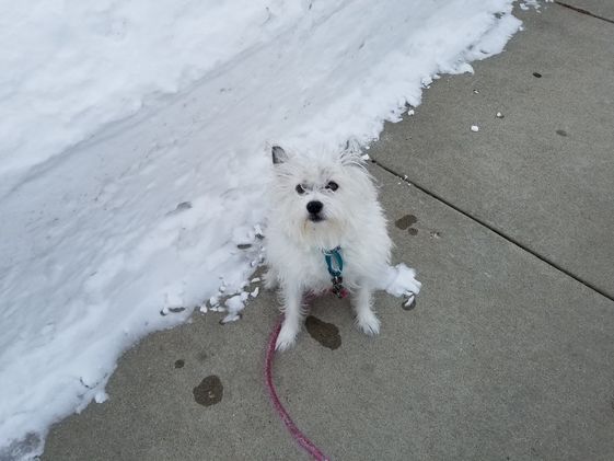 A small dog sitting on the sidewalk next to snow that is taller than the dog.