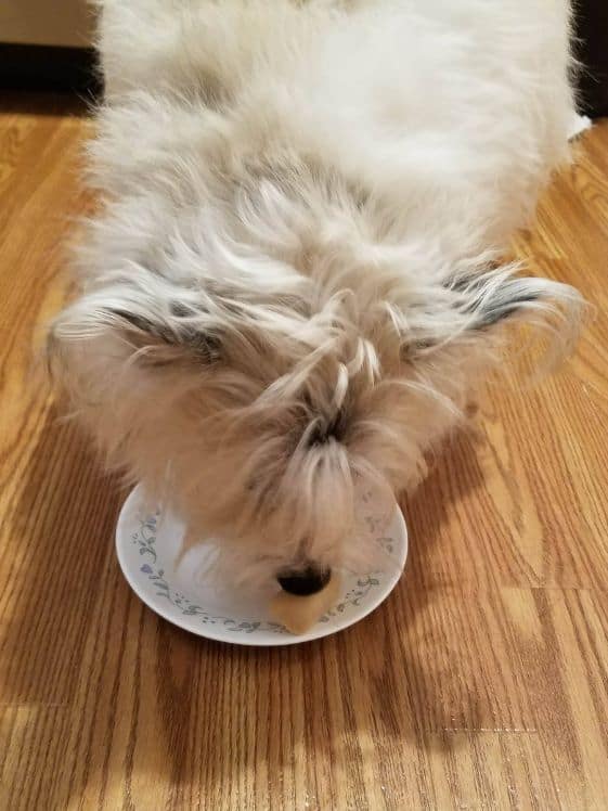 A white dog eating ice cream for dogs.