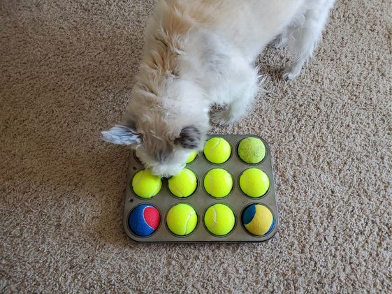 A white dog sniffing a muffin tin game.
