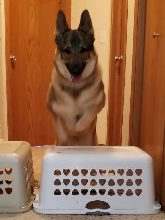 A German Shepherd jumpin over two upside down launry baskets.