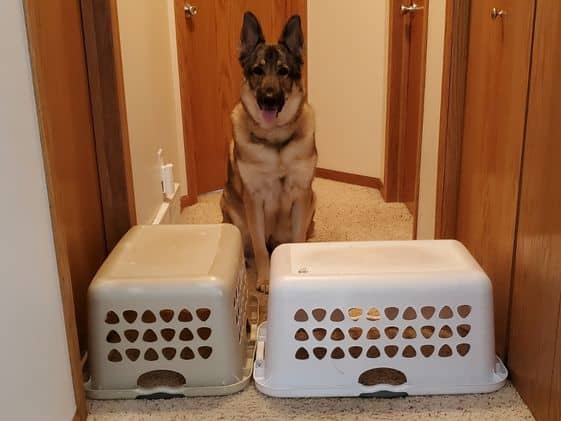 German shepherd sitting behind upside down laundry baskets.
