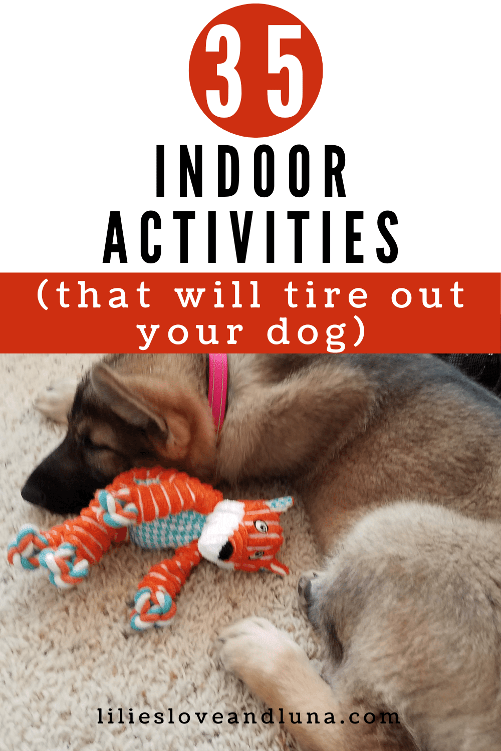 Pin image for 35 Indoor Activites that will tire out your dog with a German Shepherd puppy sleeping with a toy.