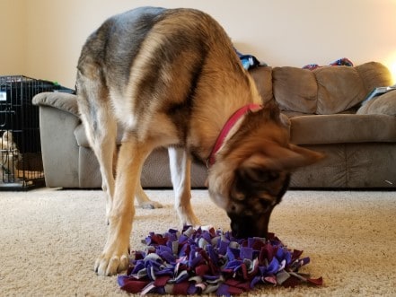 German Shepherd Dog using a snuffle mat.