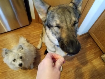 Poodle terrier watching a German Shepherd eating a treat.