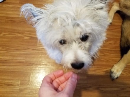 Poodle terrier eating a baby food dog treat.