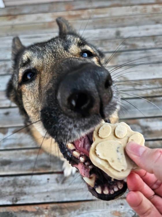 A German Shepherd about to bite a paw shaped frozen peanut butter banana dog treat.