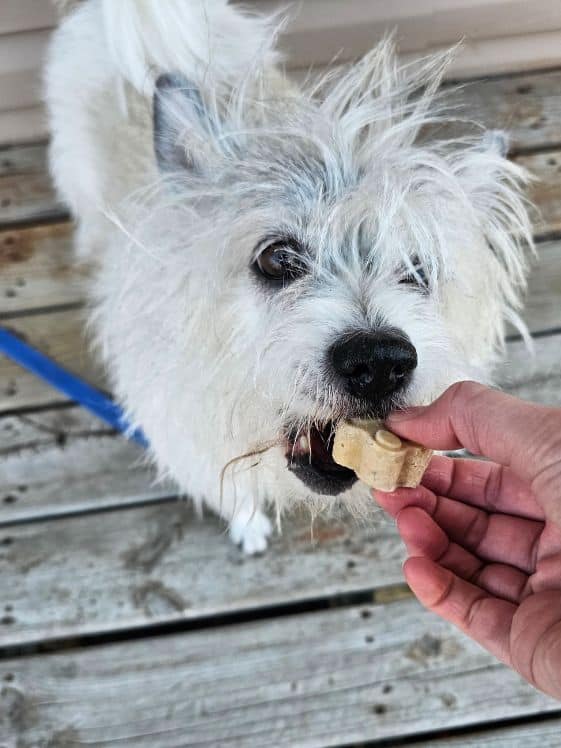A white dog biting a paw shaped frozen dog treat.