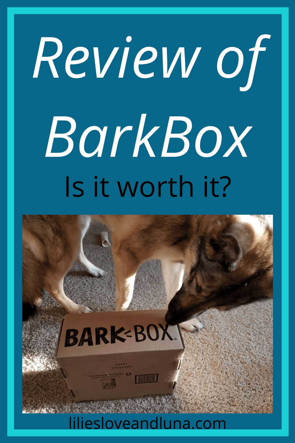 Pin image of a German shepherd sniffing an unopened BarkBox with the words Review of BarkBox, Is it worth it?