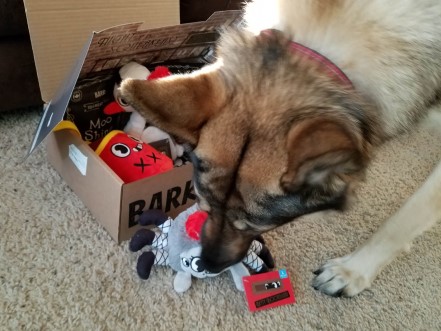 German Shepherd sniffing a BarkBox dog toy.