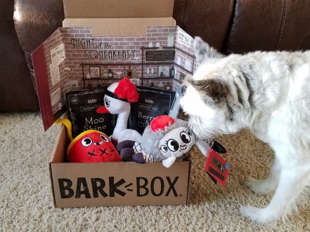 Small white dog sniffing a BarkBox full of dog toys and dog treats.