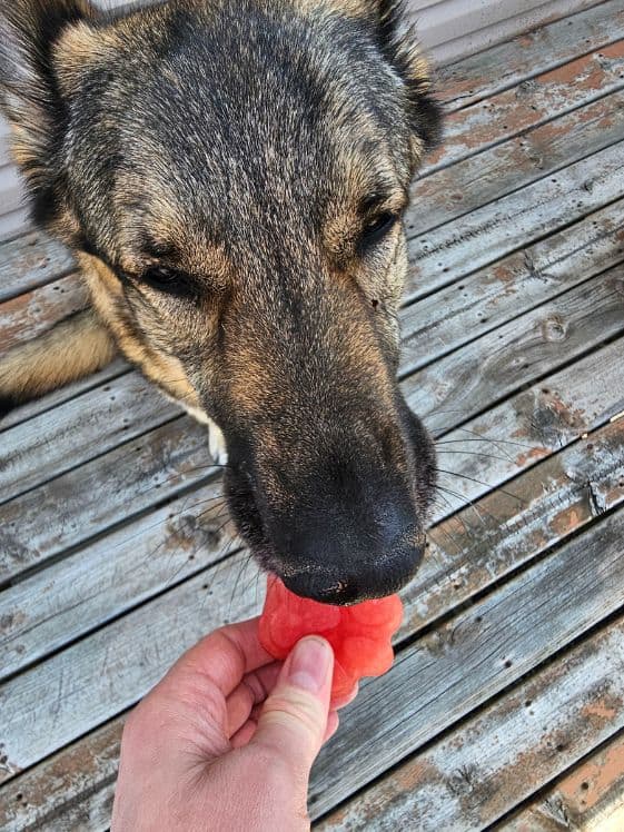 A German Shepherd biting a paw shaped frozen watermelon dog treat.