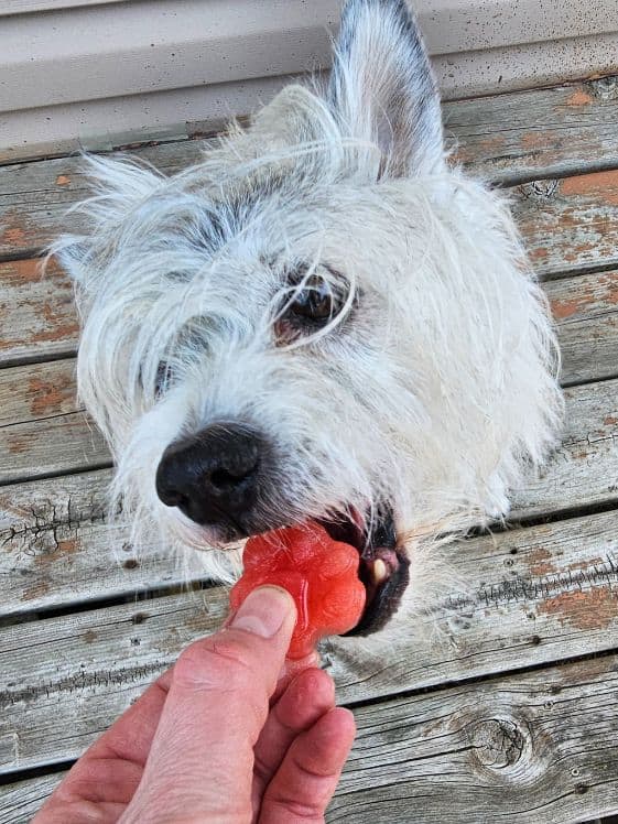 A white dog biting a paw shaped frozen watermelon dog treat.