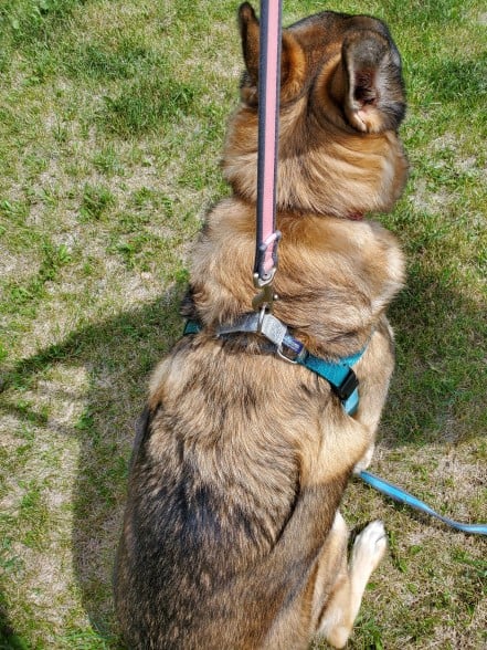 Back view of the Freedom harness.