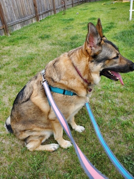 Double leash set up on a freedom harness.