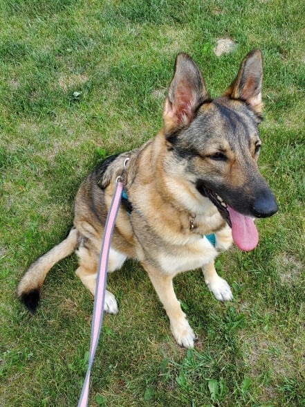 Freedom harness with just the back loop attached to a leash.