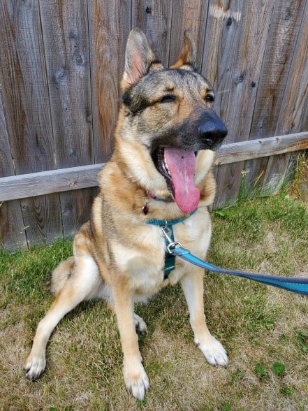 A German shepherd wearing the Freedom harness with just the front loop attached to a leash.
