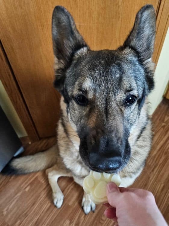 A German Shepherd biting a paw shaped pineapple dog treat.