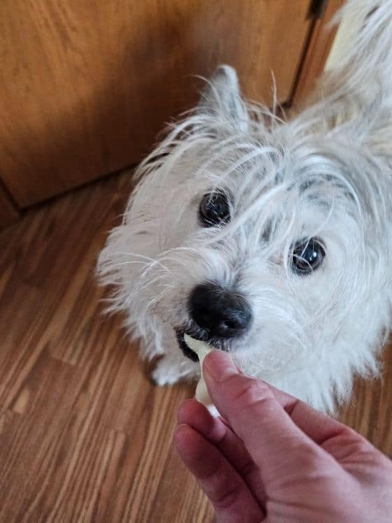 A white dog biting a paw shaped frozen pineapple dog treat.