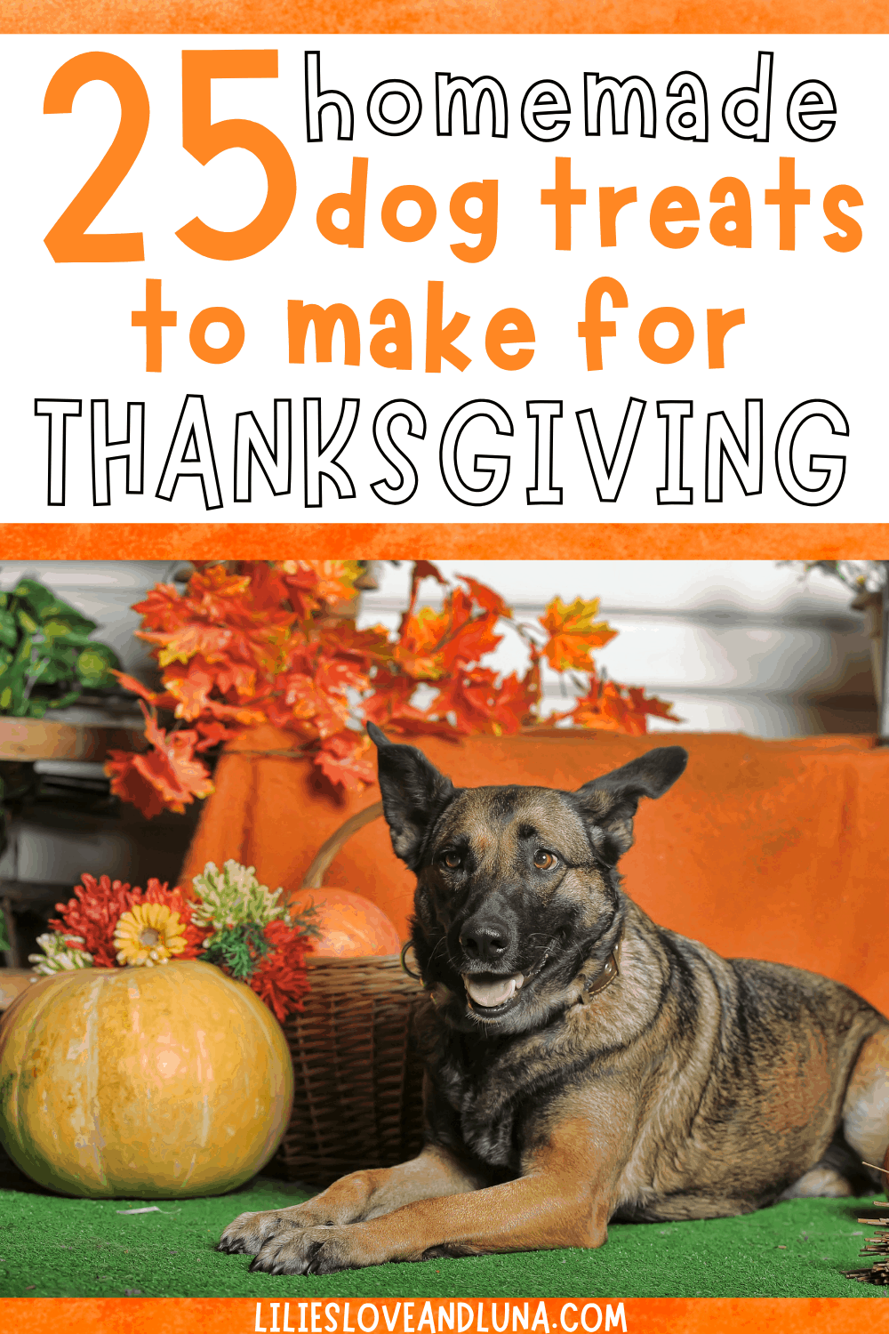 A dog next to some pumpkins and fall leaves with the words 25 homemade dog treats to make for Thanksgiving.