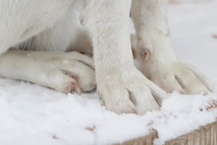 A close up of a white dog's paws on snowy ground.