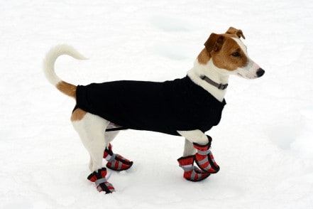 A small white and brown dog wearing a black coat and red and gray striped booties while standing in the snow.
