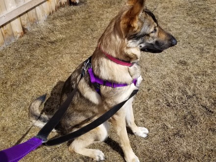 German shepherd withwearing a purple freedom harness