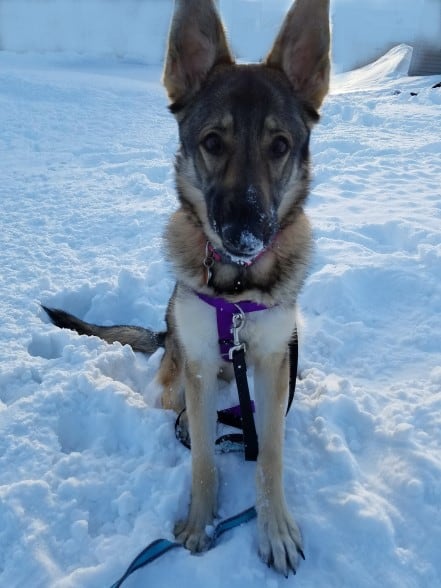 A German Shepherd sitting in the snow.