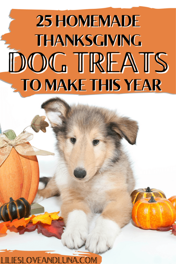 A young dog surrounded by pumpkins with the words 25 Homemade Thanksgiving Dog Treats to Make This Year.