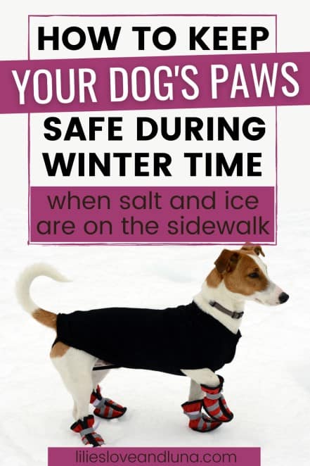 An image for Pinterest of a small dog wearing a coat and booties with text saying how to keep your dog's paws safe during winter time when salt and ice are on the sidewalk.