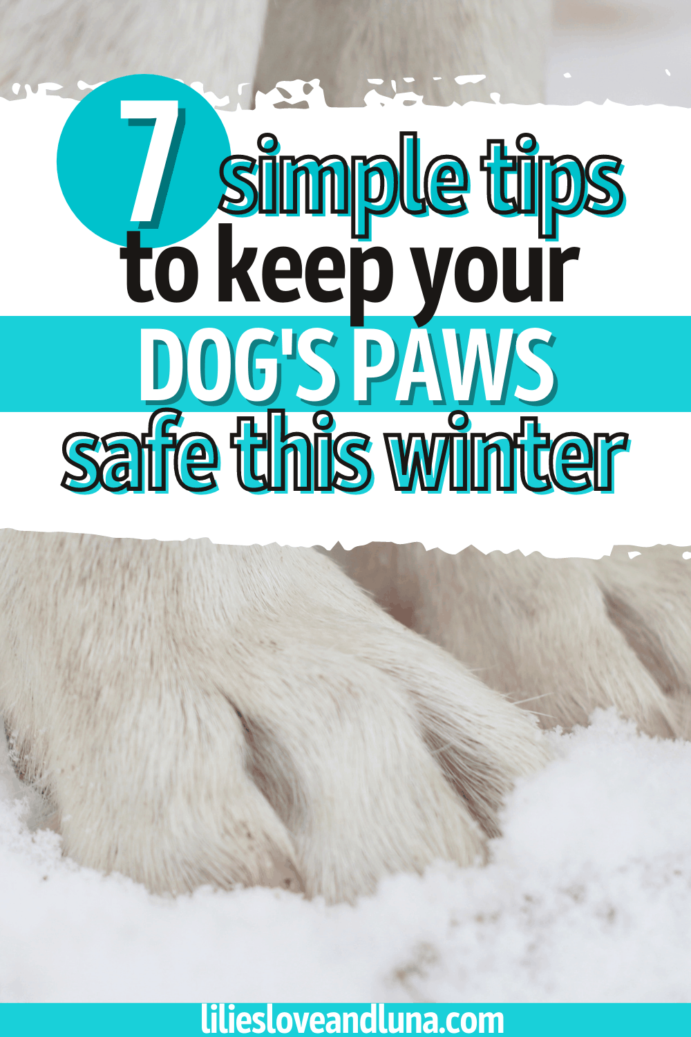 White dog paws with the words 7 simple tips to keep your dog's paws safe this winter.