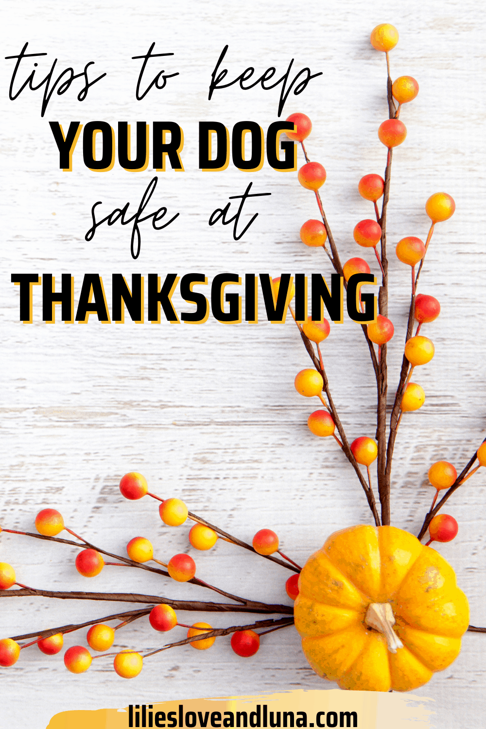 Pumpkin with sprigs of berries and the words tips to keep your dog safe at Thanksgiving.